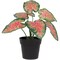 Northlight 8" Rohdea Spring Floral Artificial Potted Plant